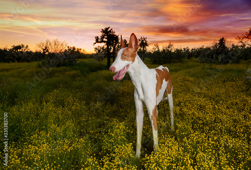 Obraz na płótnie Ibizan Hound at sunset