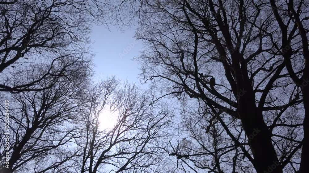 Winter in England and deciduous trees clear sky UK 4K Winter in England and deciduous trees clear sky UK 4K