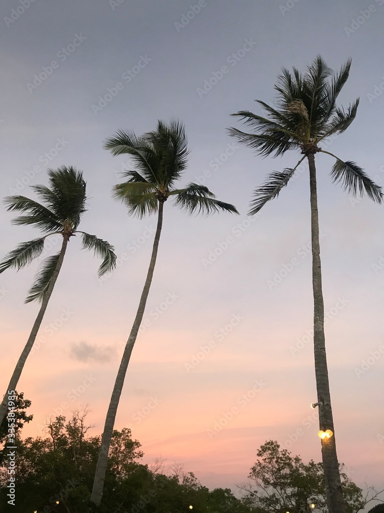 palm trees at sunset