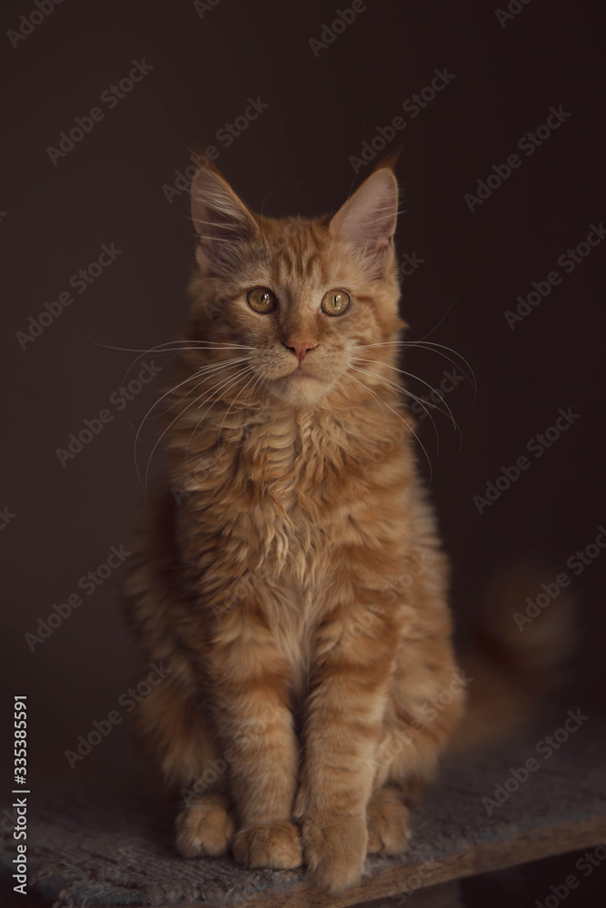 red cat Maine Coon