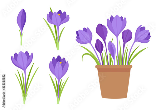 Vector set of violet crocus flowers and flowers in pot