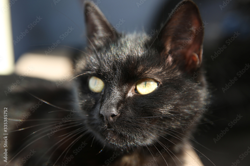 Beautiful black stray cat outdoors on sunny day, closeup