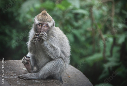 Young macaque eating - Jeune macaque en train de manger