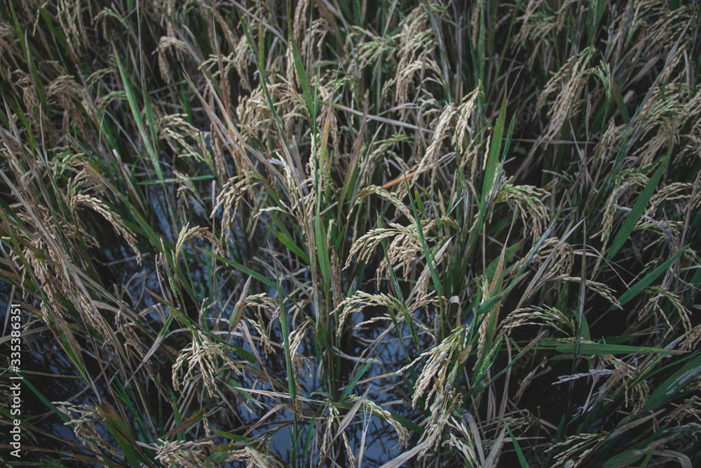Close up of irrigated rice cob - Gros plan sur épis de blé irrigué à Tegalalang Bali Close up of irrigated rice cob - Gros plan sur épis de blé irrigué à Tegalalang Bali