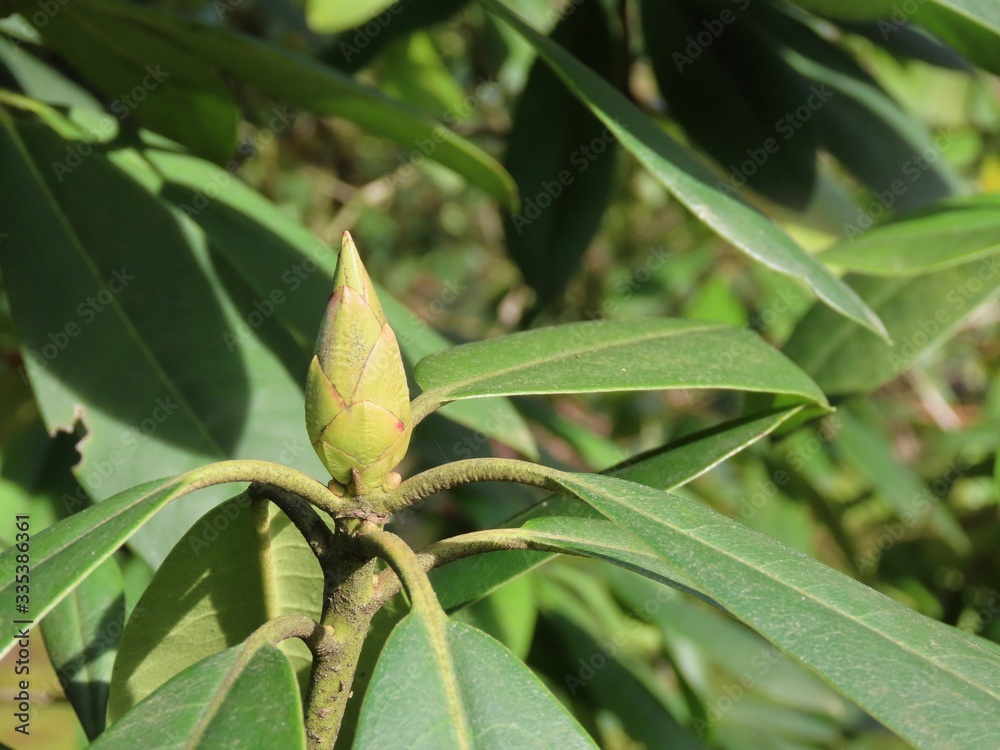 Rhododendron bud about to open