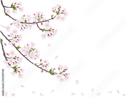 Branche of cherry on the white background.
