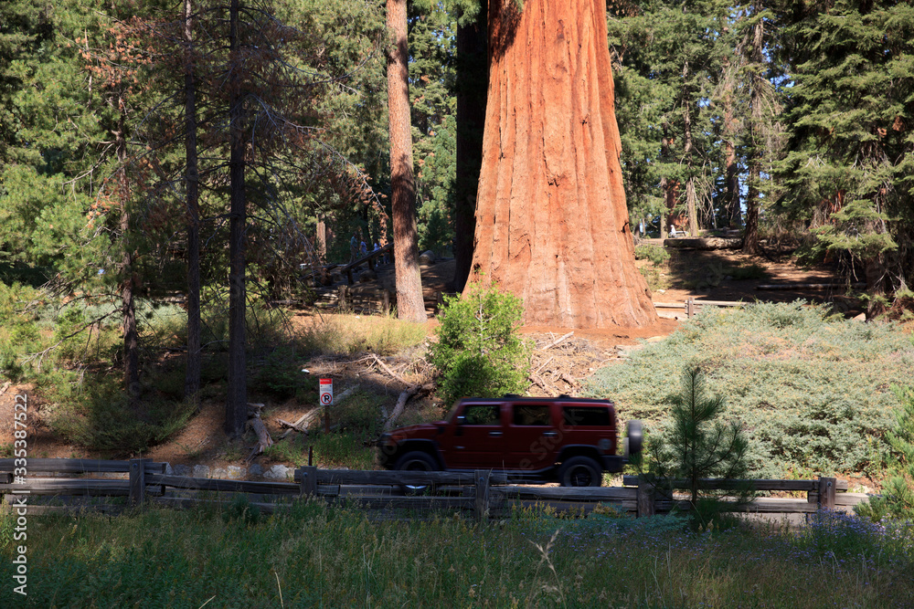 California / USA - August 23, 2015: A car goes across the forest of Giant Sequoia trees in the Sequoia National Park, California, USA California / USA - August 23, 2015: A car goes across the forest of Giant Sequoia trees in the Sequoia National Park, California, USA