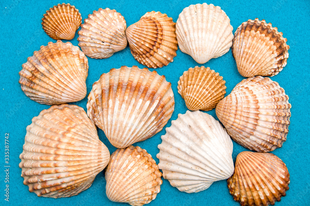 Collection of seashells. Mollusks. Seashells on colorful background. Summer flat lay. Summer vacation background. Collection concept . Texture and natural background. Textured animals. 