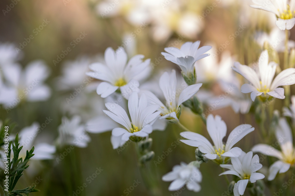 
White flowers on a blurred background