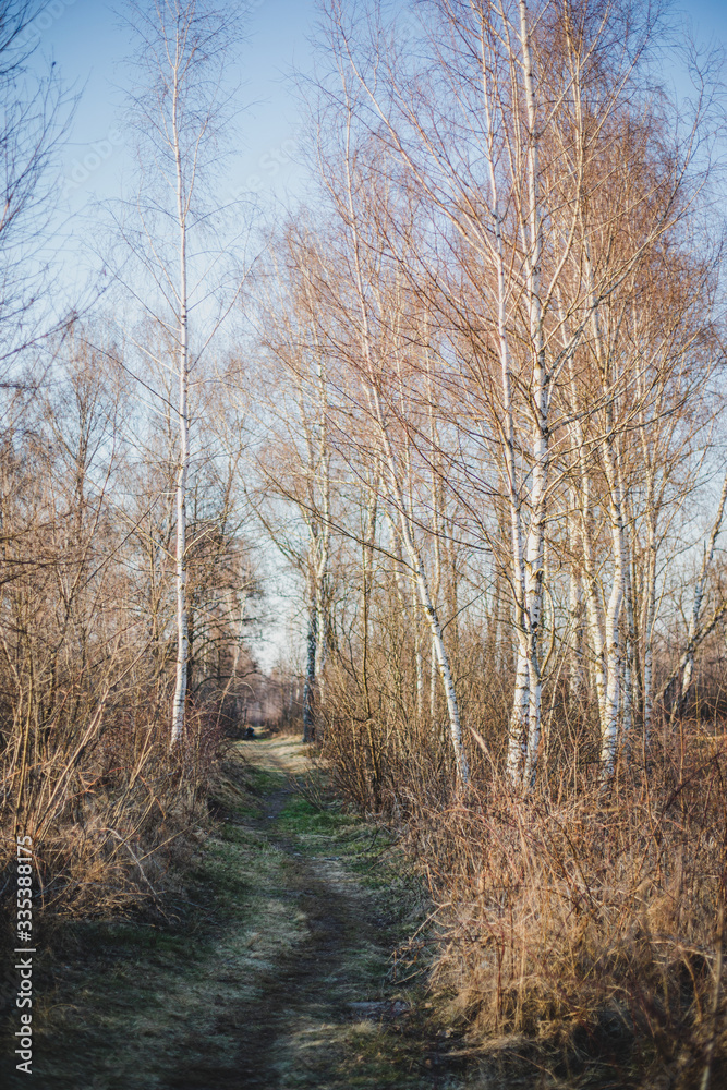 Path in birch forest in early spring