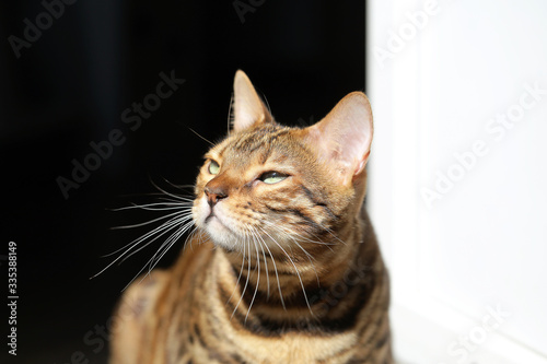 the Bengal cat is standing in the room in the sun photo