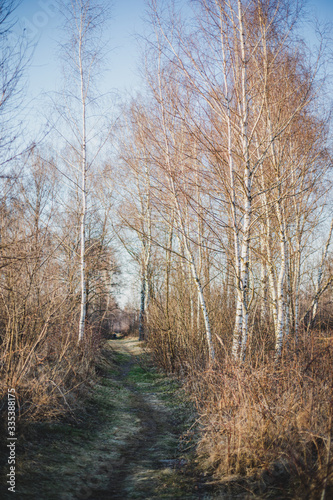 Path in birch forest in early spring