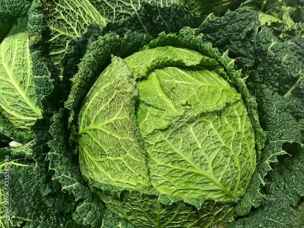 Savoy cabbage close up Savoy cabbage close up