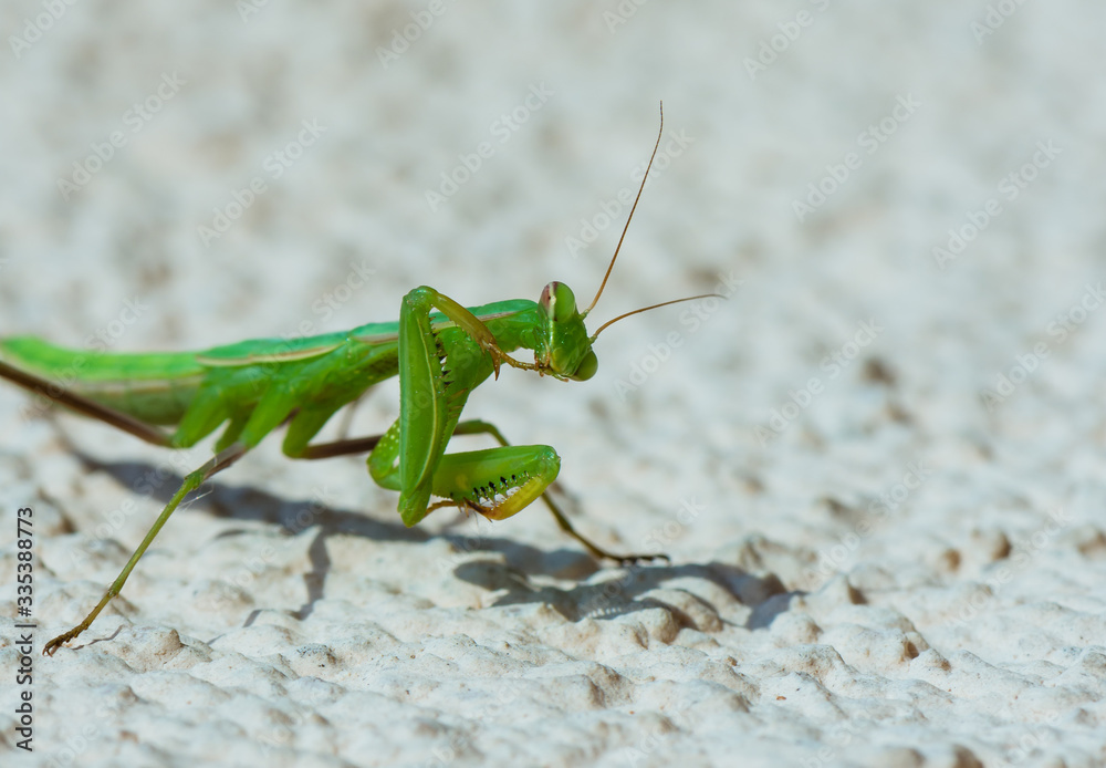 Mantis looking for some pray. Mantis looking for some pray.