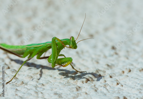 Mantis looking for some pray. © WI