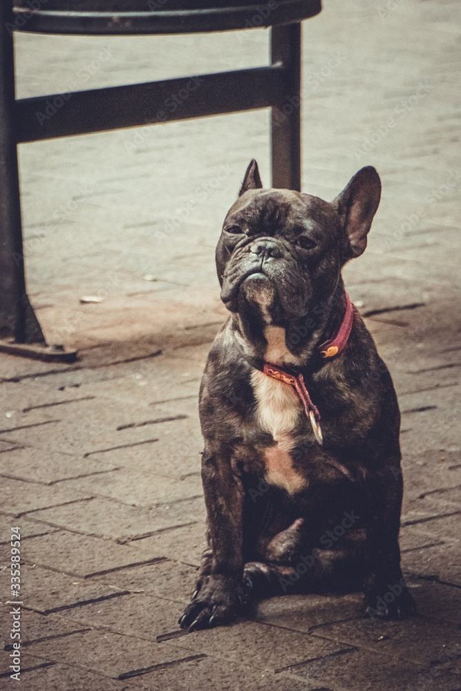 Black french bulldog on the street looking at you.