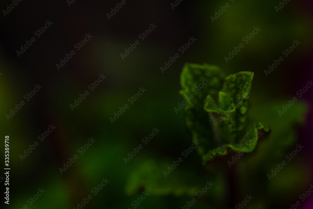 Defocused mint plant Defocused mint plant
