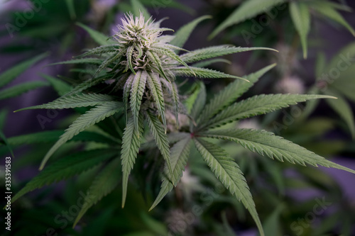 Marijuana cannabis and Hemp flowers