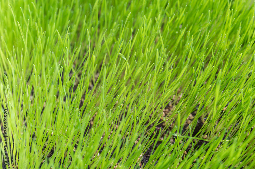 Fototapeta premium Frisch angepflanzter Rasen als grüner natürlicher Hintergrund oder Textur