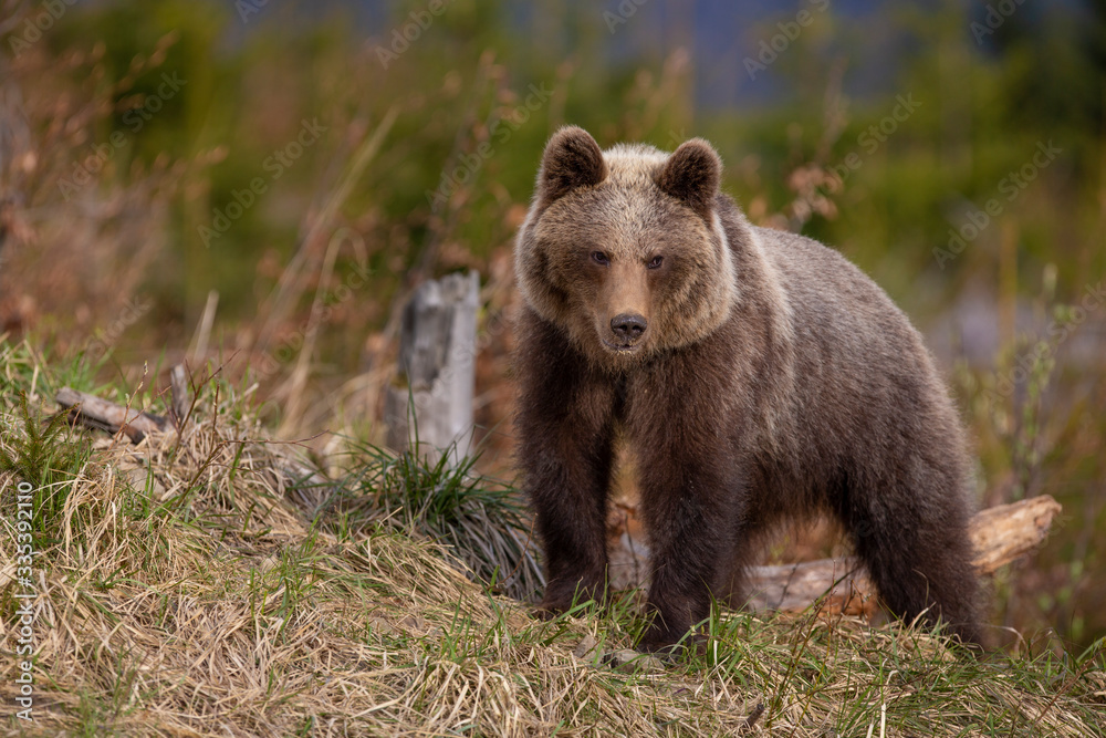 A brown bear in forest. Wild Brown Bear. Scientific name: Ursus arctos. Natural habitat.