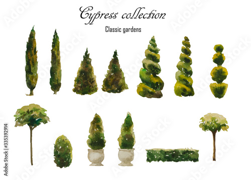 Canvastavla Set of watercolor cypress natural and trimmed shapes for landscape design, isolated on white background