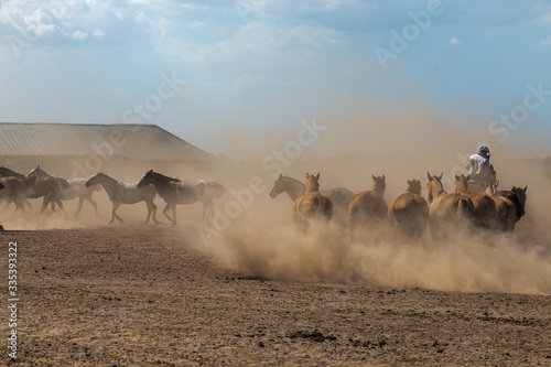 A herd of horses on a farm of traditional Argentine Gauchos