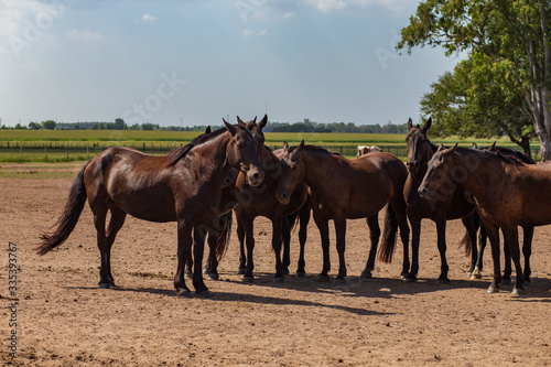 a herd of beautiful brown horses is resting