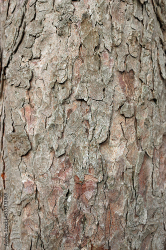 Fotografie Horse chestnut tree bark