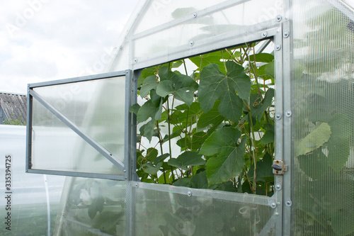 Open window of a greenhouse and many grape leaves