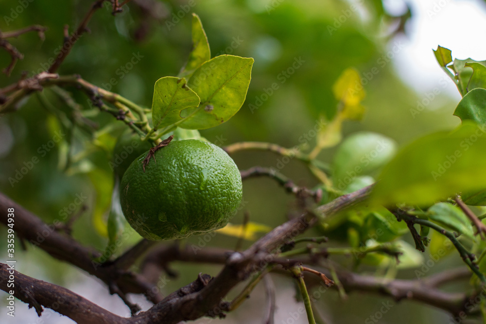 green tangerine on a branch