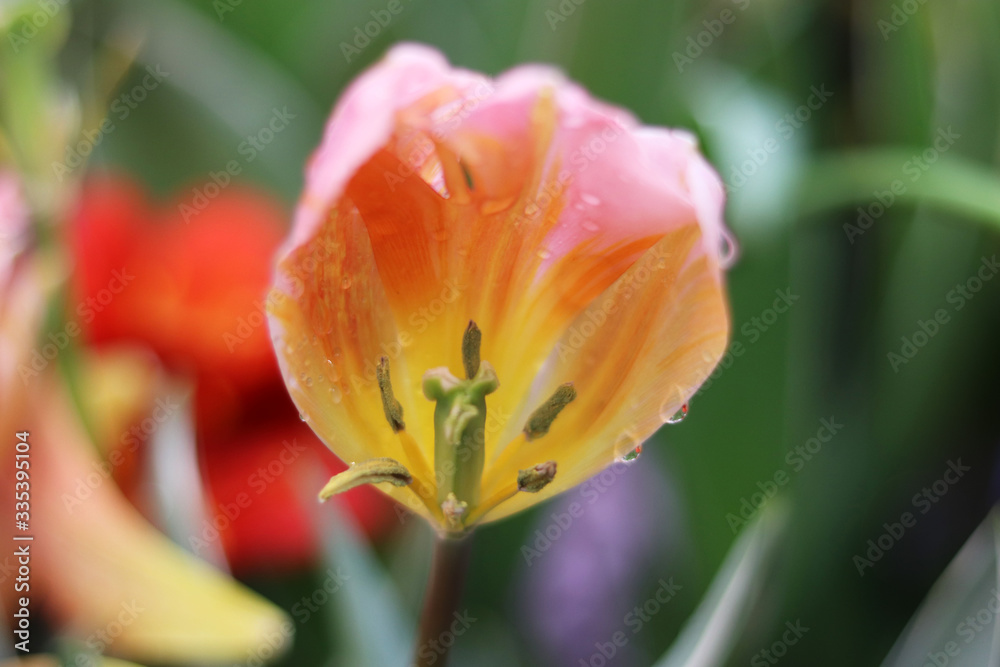 pink tulips flowers with water drops pink tulips flowers with water drops