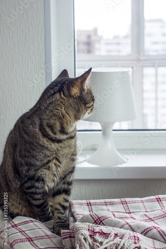 Domestic tabby cat, authentic photo