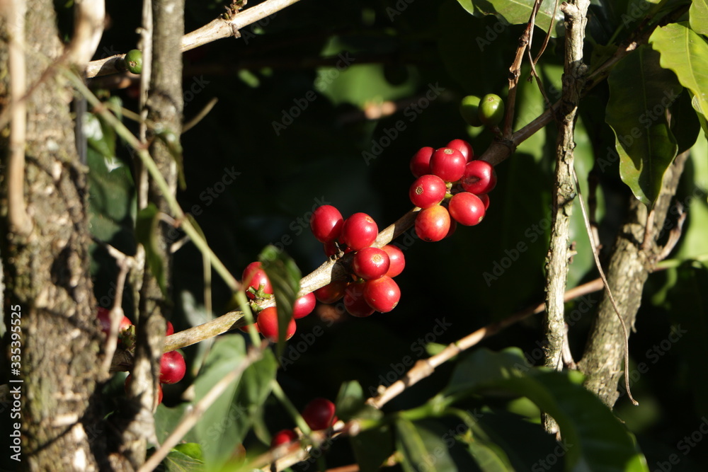 Obraz premium Café arábica (Coffea arabica)