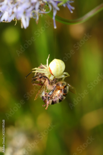 
Spider attack on a bee