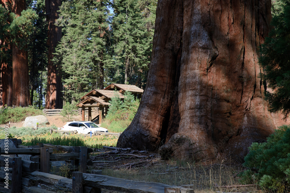 California / USA - August 23, 2015: A giant sequoia tree trunk detail in the forest of Sequoia National Park, California, USA California / USA - August 23, 2015: A giant sequoia tree trunk detail in the forest of Sequoia National Park, California, USA