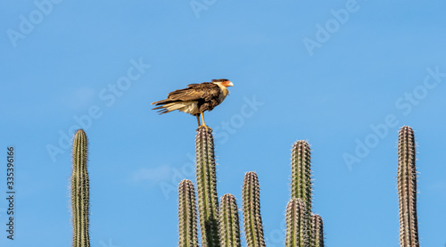 Caracara on cactus in the desert