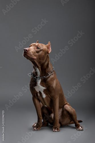 Beautiful pit bull terrier dog on the backgrounds