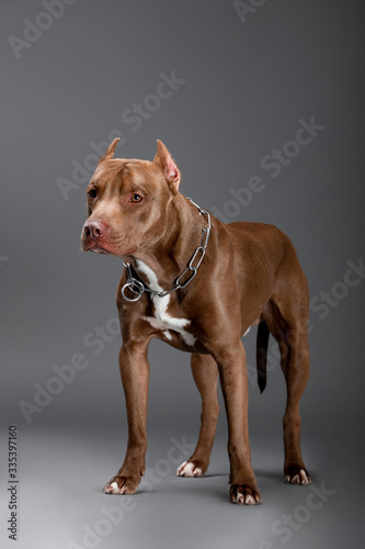 Beautiful pit bull terrier dog on the backgrounds