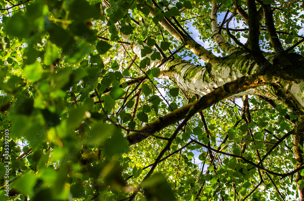 Abstraction growing green leaves on a light background outdoors Abstraction growing green leaves on a light background outdoors