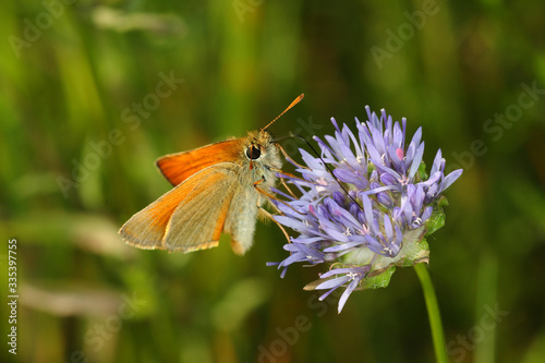  Butterfly sitting on blooming flowers