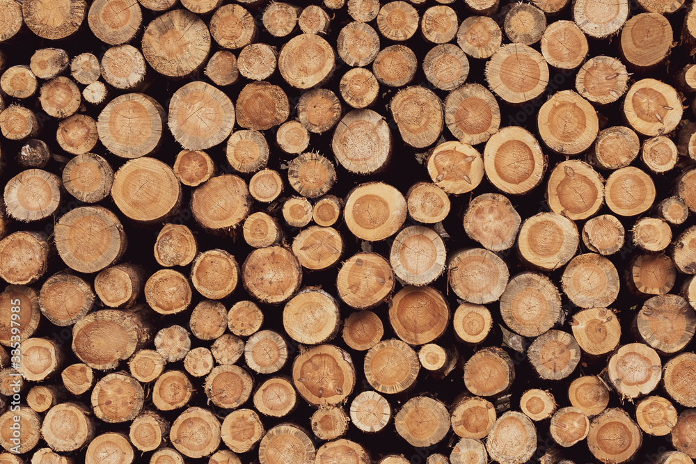 Fototapeta premium Belki drewna z słojami w lesie zostały ścięte