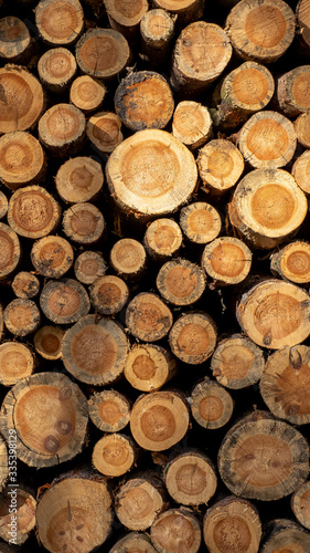 Belki drewna z słojami w lesie zostały ścięte