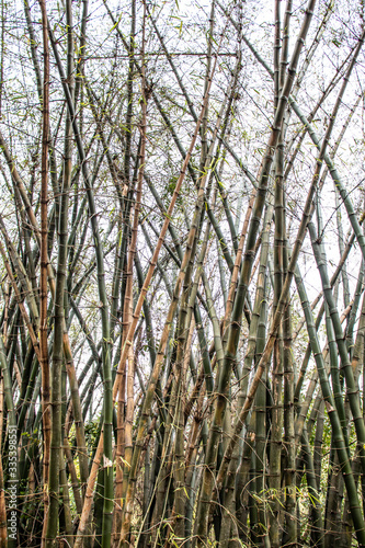 Bamboo forest trees in Brazil