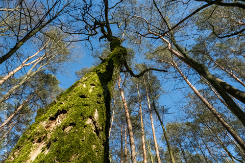 Fototapeta Naklejka Na Ścianę i Meble -  Mech na drzewie w lesie w słonecznym dniu