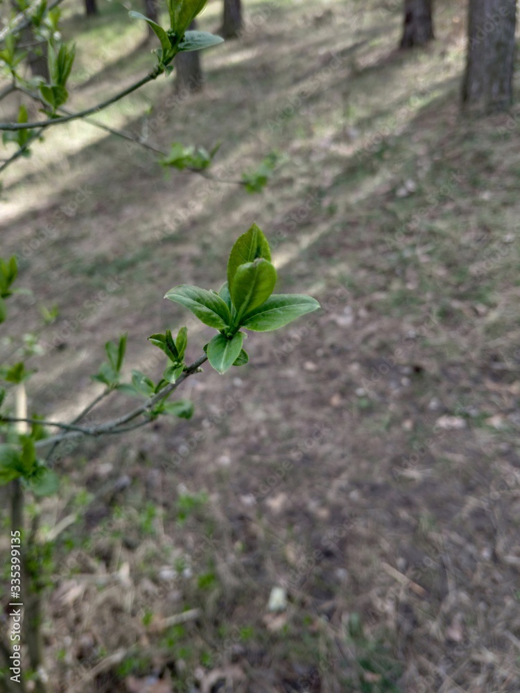 young spring leaves on tree branches young spring leaves on tree branches