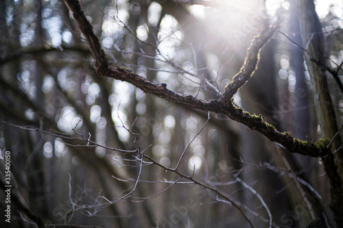 światło w lesie promień między gałęziami