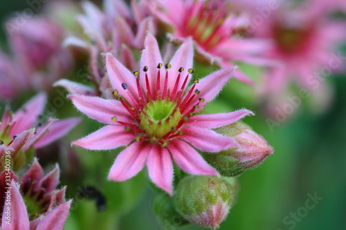  Flowers and plants in the garden