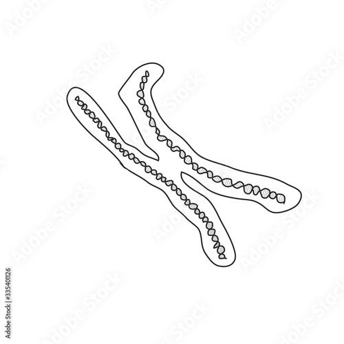 Hand drawn chromosome. Doodle black sketch. Icon. Isolated on white background. Flat design. Vector illustration.