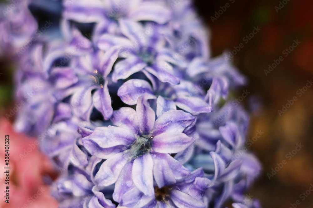 Hyacinth flower  in the store