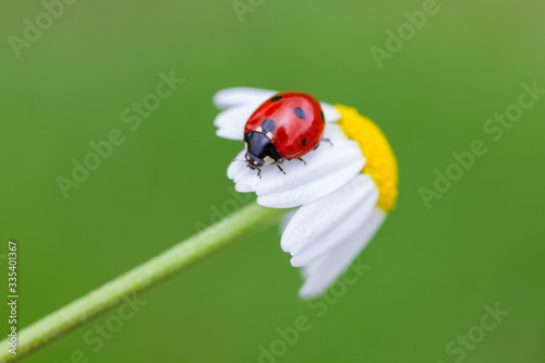 Ladybug sitting on a daisy flower in a spring day. Macro picture with beautiful background